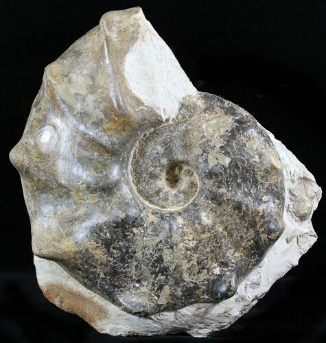 Large Mammites Ammonite - Goulmima, Morocco #27361